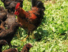 岳陽(yáng)湘佳牧業(yè)有限公司-岳陽(yáng)活雞品種|