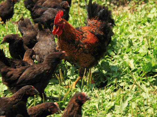 湘佳黑土雞一點(diǎn)五號(hào)（公、母）