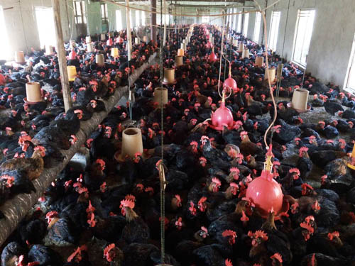 農(nóng)戶雞場(6)