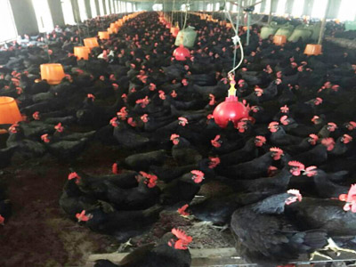 湘佳黑土雞二號(hào)（公、母）