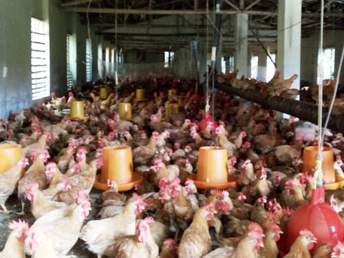 農(nóng)戶雞場(7)
